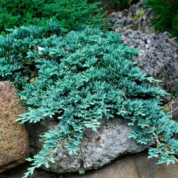 Ялівець грунтопокривний Icea Blue 14 фото