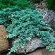 Ялівець грунтопокривний Icea Blue 14 фото 2