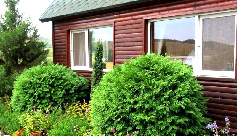 Туя Літл Чемпіон 65 фото