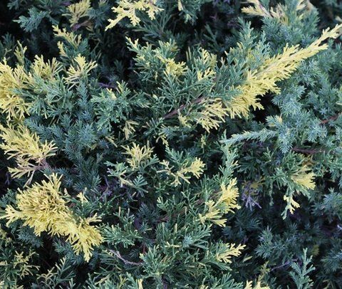 Ялівець Експанса Варіегата 72 фото