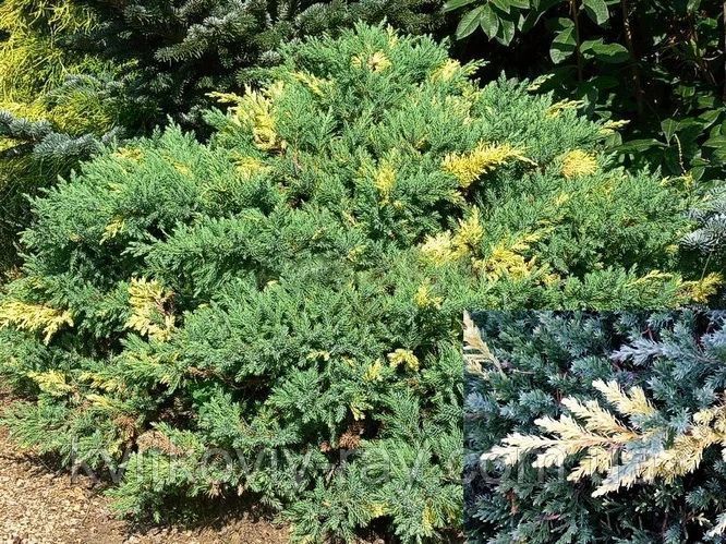 Ялівець Експанса Варіегата 72 фото