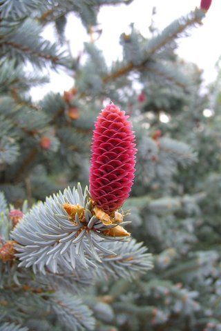 Ялина Хупсі 83 фото